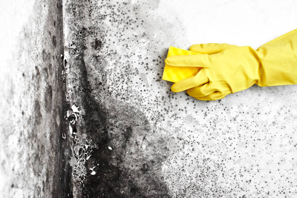 Best Forensic Mold Investigation  in Garfield, NJ